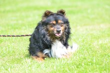 CZAREK, Hund, Mischlingshund in Polen - Bild 1
