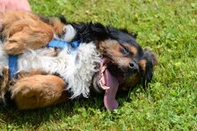 CZAREK, Hund, Mischlingshund in Polen - Bild 5