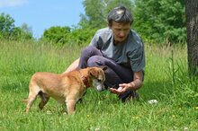 MOSIEK, Hund, Mischlingshund in Polen - Bild 4