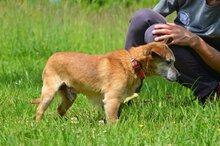 MOSIEK, Hund, Mischlingshund in Polen - Bild 5