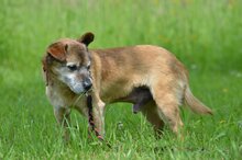 MOSIEK, Hund, Mischlingshund in Polen - Bild 6