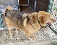 ARTHUR, Hund, Mischlingshund in Italien - Bild 2