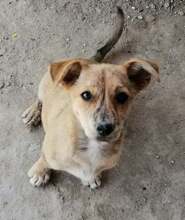 MAYA, Hund, Mischlingshund in Rumänien - Bild 4