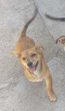 MAYA, Hund, Mischlingshund in Rumänien - Bild 8