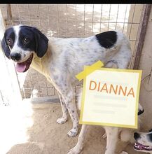 DIANNA, Hund, Mischlingshund in Griechenland - Bild 8