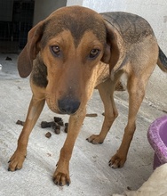 EPONA, Hund, Mischlingshund in Griechenland - Bild 10