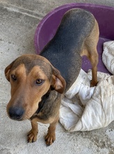 EPONA, Hund, Mischlingshund in Griechenland - Bild 11