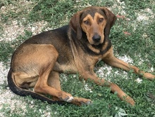 EPONA, Hund, Mischlingshund in Griechenland - Bild 3
