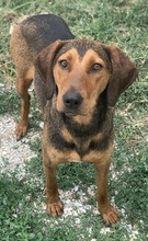 EPONA, Hund, Mischlingshund in Griechenland - Bild 4