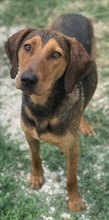 EPONA, Hund, Mischlingshund in Griechenland - Bild 5