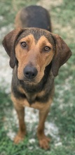 EPONA, Hund, Mischlingshund in Griechenland - Bild 6