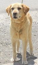 LEO, Hund, Mischlingshund in Rumänien - Bild 3