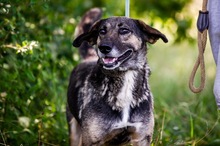 DUMBO, Hund, Mischlingshund in Kroatien - Bild 1