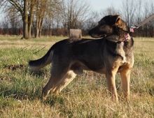 DUMBO, Hund, Mischlingshund in Kroatien - Bild 2