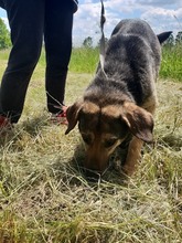 DUMBO, Hund, Mischlingshund in Kroatien - Bild 3