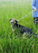 DUMBO, Hund, Mischlingshund in Kroatien - Bild 5
