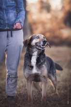 DUMBO, Hund, Mischlingshund in Kroatien - Bild 6