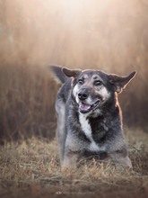 DUMBO, Hund, Mischlingshund in Kroatien - Bild 7