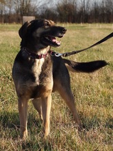 DUMBO, Hund, Mischlingshund in Kroatien - Bild 8