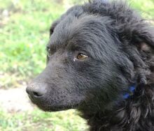 PAULA, Hund, Mudi in Rumänien - Bild 1