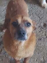 FILOU, Hund, Mischlingshund in Rumänien - Bild 4