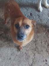 FILOU, Hund, Mischlingshund in Rumänien - Bild 8