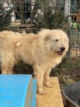 FLOCEA, Hund, Mischlingshund in Rumänien - Bild 1