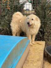 FLOCEA, Hund, Mischlingshund in Rumänien - Bild 2