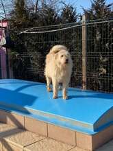 FLOCEA, Hund, Mischlingshund in Rumänien - Bild 3