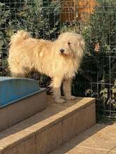FLOCEA, Hund, Mischlingshund in Rumänien - Bild 4