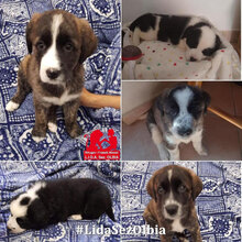 5AUSDERPAPIERTÜTER1, Hund, Mischlingshund in Italien - Bild 3