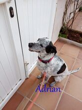 ADRIAN, Hund, Pointer-Mix in Spanien - Bild 1