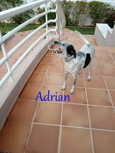 ADRIAN, Hund, Pointer-Mix in Spanien - Bild 2
