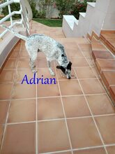 ADRIAN, Hund, Pointer-Mix in Spanien - Bild 4