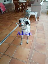 ADRIAN, Hund, Pointer-Mix in Spanien - Bild 5