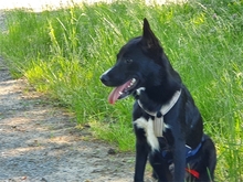 PITO, Hund, Mischlingshund in Geiselwind - Bild 12
