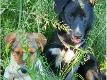 PITO, Hund, Mischlingshund in Geiselwind - Bild 2
