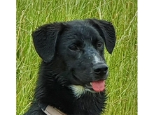 PITO, Hund, Mischlingshund in Geiselwind - Bild 4