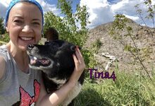 TINA4, Hund, Mischlingshund in Russische Föderation - Bild 10