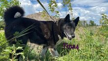 TINA4, Hund, Mischlingshund in Russische Föderation - Bild 2