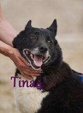 TINA4, Hund, Mischlingshund in Russische Föderation - Bild 3