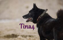 TINA4, Hund, Mischlingshund in Russische Föderation - Bild 4