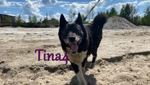 TINA4, Hund, Mischlingshund in Russische Föderation - Bild 7
