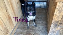 TINA4, Hund, Mischlingshund in Russische Föderation - Bild 8