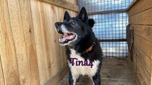TINA4, Hund, Mischlingshund in Russische Föderation - Bild 9