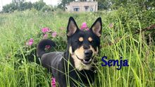 SENJA, Hund, Mischlingshund in Russische Föderation - Bild 1