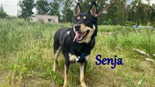 SENJA, Hund, Mischlingshund in Russische Föderation - Bild 3