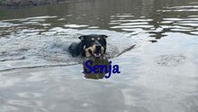 SENJA, Hund, Mischlingshund in Russische Föderation - Bild 4