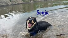 SENJA, Hund, Mischlingshund in Russische Föderation - Bild 5
