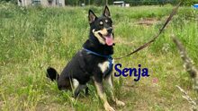 SENJA, Hund, Mischlingshund in Russische Föderation - Bild 6
